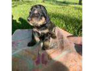 Mutt Puppy for sale in Robbinsville, NC, USA