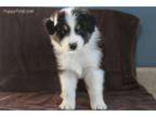 Australian Shepherd Puppy for sale in Vona, CO, USA