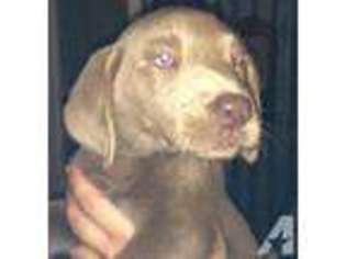 Labrador Retriever Puppy for sale in CONROE, TX, USA