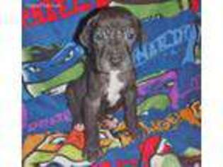 Great Dane Puppy for sale in Caldwell, TX, USA
