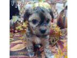 Havanese Puppy for sale in Melba, ID, USA