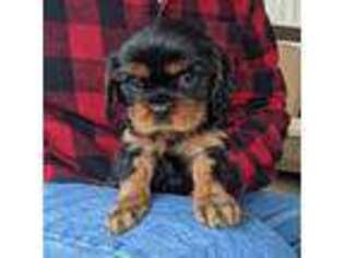 Cavalier King Charles Spaniel Puppy for sale in Easley, SC, USA