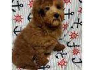 Mutt Puppy for sale in Telephone, TX, USA