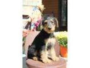 Airedale Terrier Puppy for sale in Norton, MA, USA