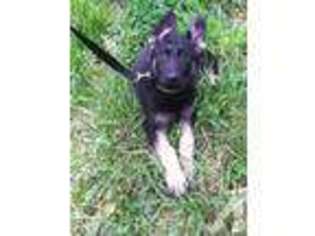 German Shepherd Dog Puppy for sale in BELMONT, NY, USA