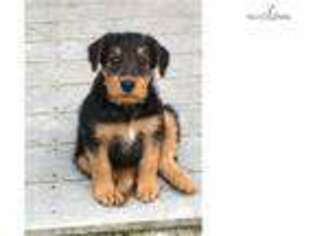 Airedale Terrier Puppy for sale in Augusta, GA, USA