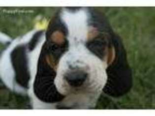 Basset Hound Puppy for sale in Sacramento, CA, USA