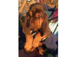 Bloodhound Puppy for sale in Trenton, GA, USA