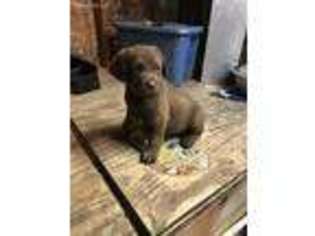 Chesapeake Bay Retriever Puppy for sale in Hertford, NC, USA