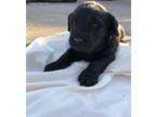 Labradoodle Puppy for sale in Kennedale, TX, USA