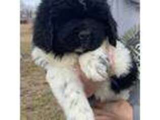 Newfoundland Puppy for sale in Brumley, MO, USA