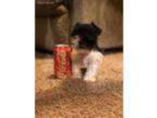 Mutt Puppy for sale in Frisco City, AL, USA