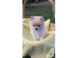 Pomeranian Puppy for sale in BELLFLOWER, CA, USA
