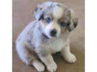 Pembroke Welsh Corgi Puppy for sale in Linden, TX, USA