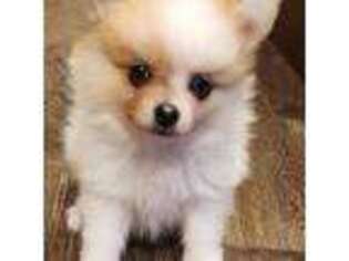 Pomeranian Puppy for sale in Sulphur Springs, TX, USA