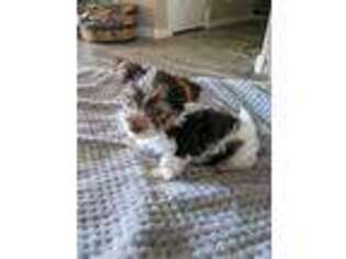 Yorkshire Terrier Puppy for sale in Glendale, AZ, USA