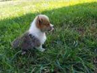 Pembroke Welsh Corgi Puppy for sale in Jersey City, NJ, USA