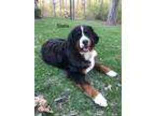 Bernese Mountain Dog Puppy for sale in Greenville, OH, USA