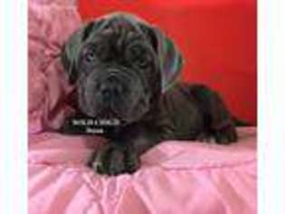 Neapolitan Mastiff Puppy for sale in Bon Aqua, TN, USA