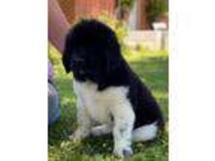 Newfoundland Puppy for sale in Waynesville, NC, USA
