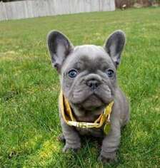 French Bulldog Puppy for sale in Ponchatoula, LA, USA