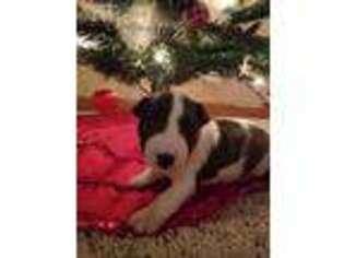 Bull Terrier Puppy for sale in Bryan, OH, USA