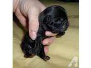 Pug Puppy for sale in CARROLL, OH, USA