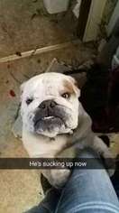 Bulldog Puppy for sale in Hastings, NE, USA