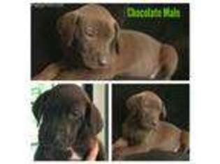 Great Dane Puppy for sale in Colorado Springs, CO, USA