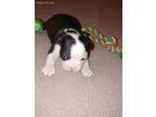 Boston Terrier Puppy for sale in Spanaway, WA, USA