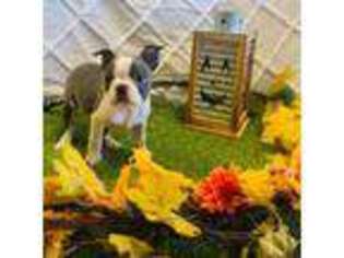 Boston Terrier Puppy for sale in Morrow, OH, USA