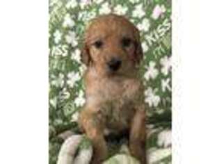 Irish Setter Puppy for sale in Dunnsville, VA, USA