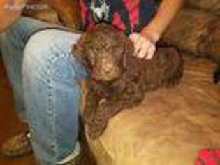 Goldendoodle Puppy for sale in Sealy, TX, USA