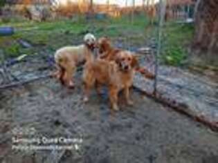 Golden Retriever Puppy for sale in Andrews, SC, USA