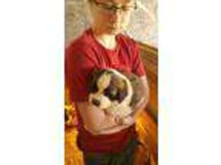 Saint Bernard Puppy for sale in Blue Mound, KS, USA