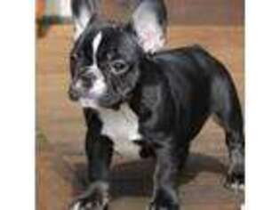 French Bulldog Puppy for sale in Sallisaw, OK, USA