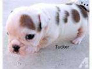 Bulldog Puppy for sale in MIDLOTHIAN, TX, USA