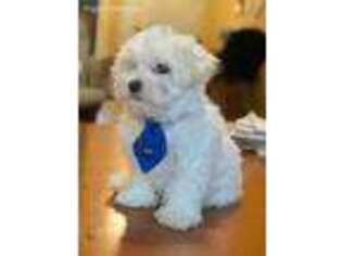 Maltese Puppy for sale in Dallas, TX, USA