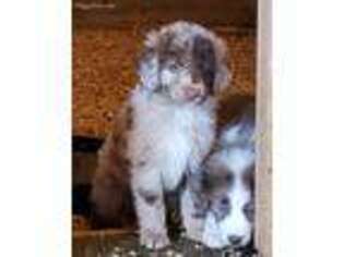 Mutt Puppy for sale in Jamestown, TN, USA