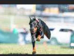 Doberman Pinscher Puppy for sale in Shelby, NC, USA