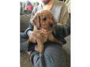 Goldendoodle Puppy for sale in Forksville, PA, USA