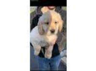 Golden Retriever Puppy for sale in Stamford, CT, USA