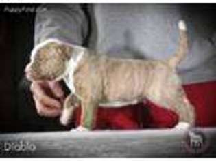 American Bulldog Puppy for sale in Centerburg, OH, USA