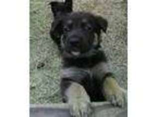 German Shepherd Dog Puppy for sale in Quitman, GA, USA