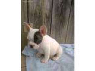 French Bulldog Puppy for sale in Means, KY, USA