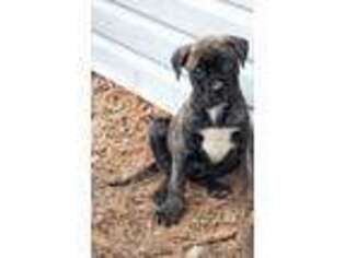 Bullmastiff Puppy for sale in Chantilly, VA, USA