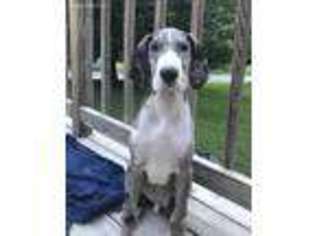 Great Dane Puppy for sale in Salyersville, KY, USA