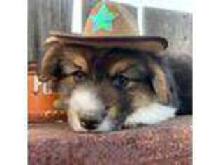 Pembroke Welsh Corgi Puppy for sale in Joplin, MT, USA