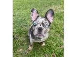 French Bulldog Puppy for sale in Kaneohe, HI, USA
