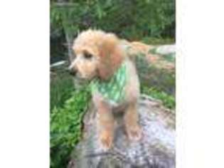Goldendoodle Puppy for sale in Bellaire, MI, USA